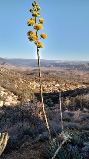 IMG_20150422_070732831_HDR