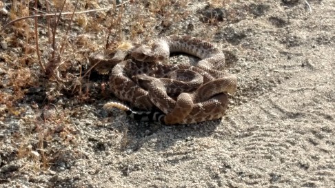 IMG_20150501_083536973